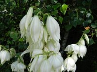 Yucca flaccida 3, Saxifraga-Rutger Barendse