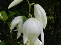 Yucca flaccida 4, Saxifraga-Rutger Barendse