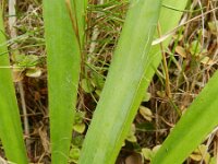 Yucca flaccida 5, Saxifraga-Rutger Barendse
