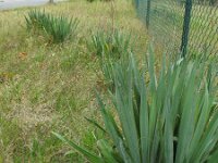 Yucca flaccida 6, Saxifraga-Rutger Barendse