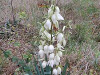 Yucca flaccida 7, Saxifraga-Rutger Barendse