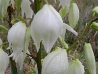 Yucca flaccida 8, Saxifraga-Rutger Barendse