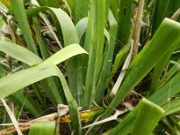 Yucca flaccida 9, Saxifraga-Rutger Barendse