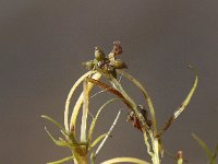 Zannichellia palustris ssp palustris 4, Zittende zannichellia, Saxifraga-Peter Meininger