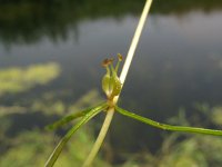 Zannichellia palustris ssp pedicellata 1, Gesteelde zannichellia, Saxifraga-Rutger Barendse