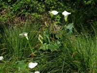 Zantedeschia aethiopica 10, Witte aronskelk, Saxifraga-Rutger Barendse