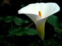 Zantedeschia aethiopica 2, Witte aronskelk, Saxifraga-Ed Stikvoort