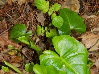 Zantedeschia aethiopica 5, Witte aronskelk, Saxifraga-Rutger Barendse