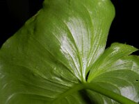 Zantedeschia aethiopica 6, Witte aronskelk, Saxifraga-Rutger Barendse