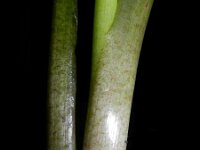 Zantedeschia aethiopica 8, Witte aronskelk, Saxifraga-Rutger Barendse