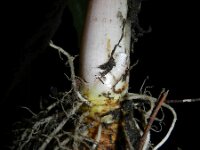 Zantedeschia aethiopica 9, Witte aronskelk, Saxifraga-Rutger Barendse