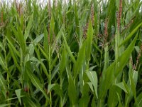 Zea mays 5, Maïs, Saxifraga-Ed Stikvoort