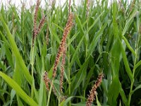 Zea mays 6, Maïs, Saxifraga-Ed Stikvoort