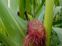 Zea mays 7, Maïs, Saxifraga-Ed Stikvoort