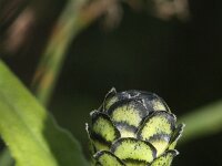 Zinnia elegans 3, Saxifraga-Rutger Barendse