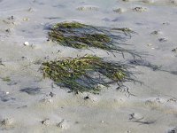 Zostera marina 1, Groot zeegras, Saxifraga-Peter Meininger