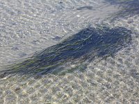 Zostera marina 2, Groot zeegras, Saxifraga-Peter Meininger
