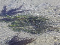 Zostera marina 3, Groot zeegras, Saxifraga-Peter Meininger