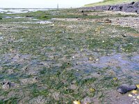 Zostera noltei 12, Klein zeegras, Saxifraga-Ed Stikvoort