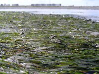 Zostera noltei 13, Klein zeegras, Saxifraga-Ed Stikvoort