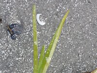 Zostera noltei 14, Klein zeegras, Saxifraga-Rutger Barendse