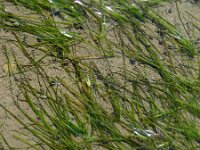 Zostera noltei 9, Klein zeegras, Saxifraga-Ed Stikvoort