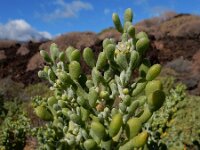 Zygophyllum fontanesii 10, Saxifraga-Ed Stikvoort
