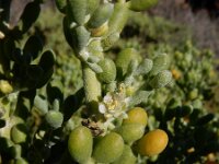 Zygophyllum fontanesii 11, Saxifraga-Ed Stikvoort