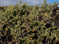 Zygophyllum fontanesii 12, Saxifraga-Ed Stikvoort