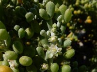 Zygophyllum fontanesii 13, Saxifraga-Ed Stikvoort