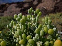 Zygophyllum fontanesii 14, Saxifraga-Ed Stikvoort