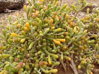 Zygophyllum fontanesii 16, Saxifraga-Hans Grotenhuis