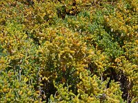 Zygophyllum fontanesii 17, Saxifraga-Hans Grotenhuis