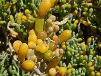 Zygophyllum fontanesii 18, Saxifraga-Hans Grotenhuis