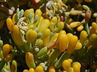 Zygophyllum fontanesii 19, Saxifraga-Hans Grotenhuis