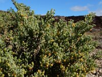 Zygophyllum fontanesii 2, Saxifraga-Ed Stikvoort