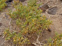 Zygophyllum fontanesii 21, Saxifraga-Hans Grotenhuis