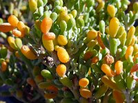 Zygophyllum fontanesii 22, Saxifraga-Hans Grotenhuis