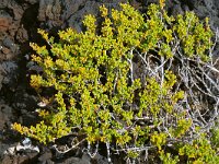 Zygophyllum fontanesii 24, Saxifraga-Hans Grotenhuis