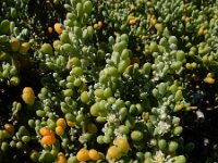 Zygophyllum fontanesii 3, Saxifraga-Ed Stikvoort