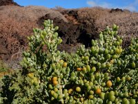 Zygophyllum fontanesii 4, Saxifraga-Ed Stikvoort