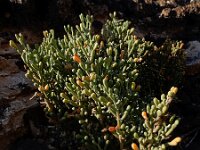 Zygophyllum fontanesii 5, Saxifraga-Ed Stikvoort