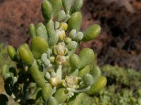 Zygophyllum fontanesii 6, Saxifraga-Ed Stikvoort