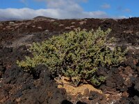 Zygophyllum fontanesii 7, Saxifraga-Ed Stikvoort