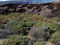 Zygophyllum fontanesii 8, Saxifraga-Ed Stikvoort