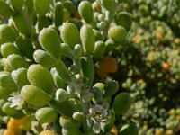 Zygophyllum fontanesii 9, Saxifraga-Ed Stikvoort