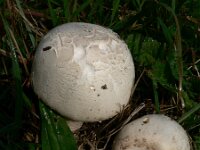 Agaricus benesii