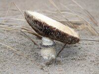 Agaricus devoniensis 2, Zeeduinchampignon, Saxifraga-Foto Fitis-Sytske Dijksen