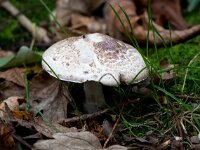 Agaricus silvaticus 2, Schubbige boschampignon, Saxifraga-Bart Vastenhouw
