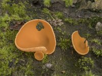 Aleuria aurantia 25, Grote oranje bekerzwam, Saxifraga-Willem van Kruijsbergen